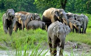 Dooars Wildlife Tour